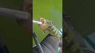 Tucunare capturado con Heddon Torpedo Topwater Lure [upl. by Gates234]