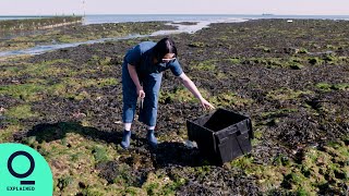 Turning Seaweed Into Sustainable Beauty Products [upl. by Amoreta639]