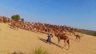 most beautiful scene  camels crossing sand dunes in desert  هذا هو جمال كثبان الصحراء وبحر الجمال [upl. by Amles]