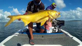 Brisbane River Threadfin Frenzy  HDS Carbon [upl. by Allerim]