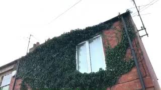 Ivy removal stony Stratford [upl. by Alf]