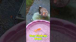 I Prank Ducks amp Geese With Toy Fish ducks geese ducklife [upl. by Adnuhsar]