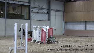 ViooltjeLJ Ive van de Delthoeve x Halenshof Wilfred mare °2017 Belgian Horse Trading [upl. by Kowtko]