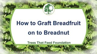 How to Graft Breadfruit onto Breadnut [upl. by Ennaylloh]