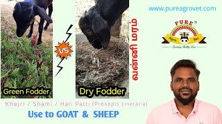 வன்னி மரம்  Khejri  Shami  Hari Patti Prosopis cineraria  Green amp Dry Fodder to Goat amp Sheep [upl. by Yasdnil]