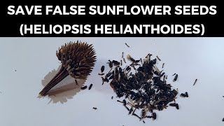 Save False Sunflower Seeds Heliopsis Helianthoides [upl. by Renelle362]