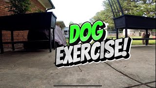 Giving our dogs some exercise with RC jeep and GoPro jeeplife jeep dog offroad ￼ [upl. by Khoury867]