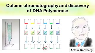 Column chromatography and discovery of DNA polymerase [upl. by Lacym]