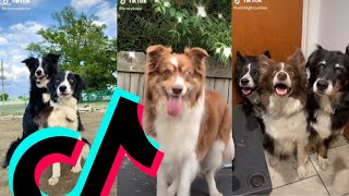 The Best Border Collie TikTok Compilation  Dogs Of TikTok [upl. by Terrel]