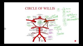 AnatomyquotCircle of Willisquot Blood Supply of BrainEasy to rememberanatomy brain science biology [upl. by Noryahs]