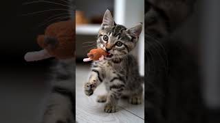 Curious Kittens Playful Hunt with a Fluffy Toy Mouse cat kitten funny cute [upl. by Marquita]