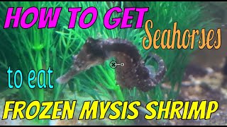 Getting Seahorses to Eat Frozen Mysis Shrimp natureathome seahorse mysis brineshrimp amphipods [upl. by Adiel]