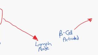 Antibody production overview for HL IB Diploma Biology students [upl. by Sillyrama]