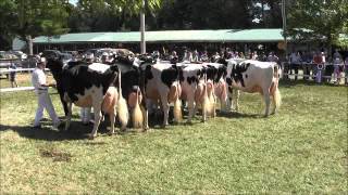 2012 ONTARIO COUNTY HOLSTEIN SHOW  CLASS 18  MATURE COW [upl. by Lain]