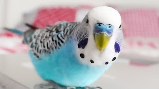 Budgie singing to Youtube Playbutton  Cookie sounds [upl. by Liponis]