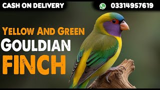 Yellow And Green Gouldian Finch Available For SaleCargo All Over PakistanContact 03314957619 [upl. by Royd]