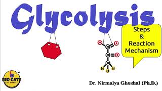 Glycolysis step by step explanation competitiveexams [upl. by Manoff]