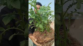 2 weeks later Potatos😍🌱indianfarmer indiangardeners phoolpatte potatosincocopeat terracegarden [upl. by Woodward]