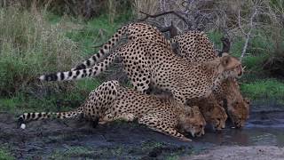 Wildlife at Tintswalo Safari Lodge [upl. by Essy862]