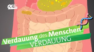 Verdauungsvorgänge  alpha Lernen erklärt Biologie [upl. by Pathe499]