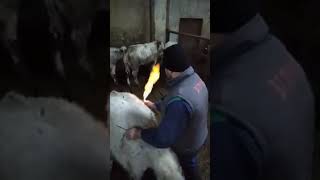 Proof that cows release methane gas into the atmosphere [upl. by Duane469]