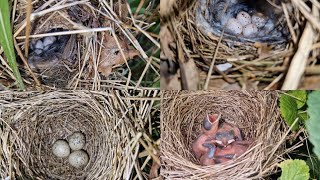 July Bird Nesting Walk Chiffchaff Garden Warbler and Whitethroat Nests  Updates and New Finds [upl. by Eneri]