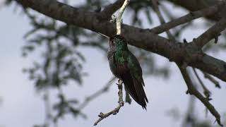 Amazilia luciae  Honduran Emerald Hummingbird  Colibrí esmeralda hondureño Video 01 [upl. by Alper301]