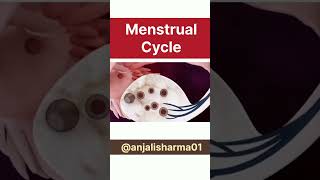 Menstrual cycle animation 🔥 must watch exams exampreparation examination neet [upl. by Poland]