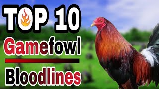 TOP 10 GAMEFOWL BLOODLINES [upl. by Eceinhoj]