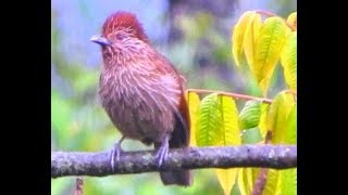 Striated Laughingthrush  2 [upl. by Nomed212]