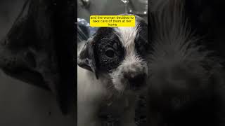 Woman Rescues Abandoned Puppies Hiding Under Metal Frame [upl. by Orlantha]