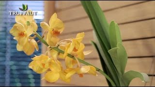 Comment entretenir une orchidée   Truffaut [upl. by Yvor]