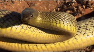 Up Close with the Most Venomous Snake on Earth  Deadly 60  BBC Earth [upl. by Drannel]