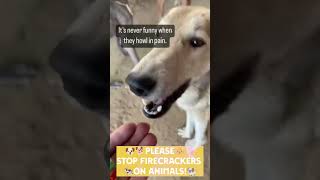 STOP FIRECRACKERS ON ANIMALS diwali dipawali animals viral fireworks kantara firecrackers [upl. by Tammi672]