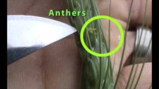 Anthesis Flowering in Wheat [upl. by Eelahs]