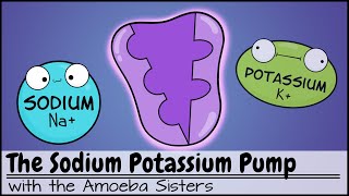 Sodium Potassium Pump [upl. by Kiyohara]