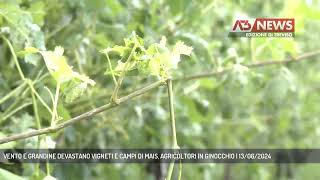 VENTO E GRANDINE DEVASTANO VIGNETI E CAMPI DI MAIS AGRICOLTORI IN GINOCCHIO  13062024 [upl. by Etterrag]