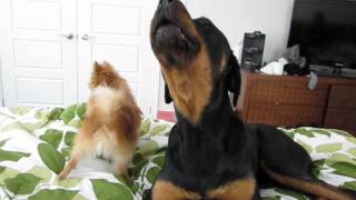 Rottweiler and Pomeranian Funny Howling [upl. by Ennairoc260]