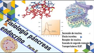 Fisiología páncreas endocrino pt II Insulina secreción incretinas receptor de insulina GLUT [upl. by Kcaz]