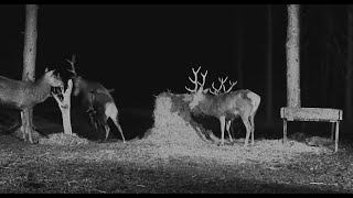 20240321 Hirvekaamera Xavier sheds one antler red deer [upl. by David]