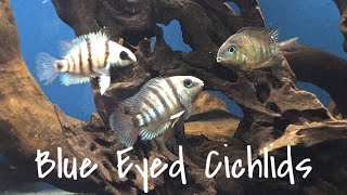 Species Profile Cryptoheros Cutteri The Blue Eyed Cichlid [upl. by Vizzone153]