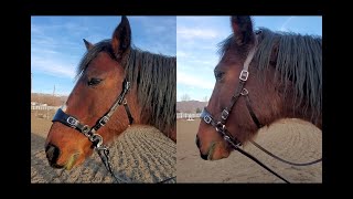 EDIX Saddles HackQ Bitless Bridle first rides [upl. by Whitehouse795]