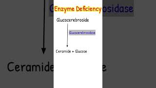 Gauchers disease metabolicdisorders lysosome shortsfeed [upl. by Odysseus]