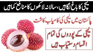 How many types of Lychees plant in Pattoki nursery Pakistan Successful plantation amp maximum profit [upl. by Palma]