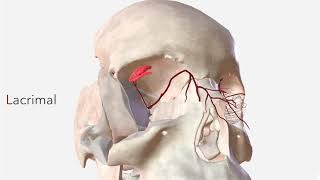 Ophthalmic Artery  Anatomy Branches amp Relations [upl. by Perloff]