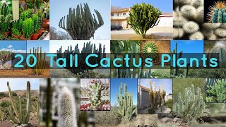 20 Tall Cactus Plants to Grow At Home [upl. by Elyse]