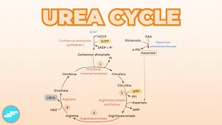 Urea Cycle  Metabolism [upl. by Drisko183]