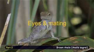 Brown Anole Behavioral profile part 2 [upl. by Ronaele]