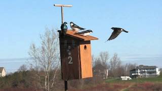 Intraspecific Competition for Tree Swallow Boxes Increases as More Birds Arrive [upl. by Babbie420]