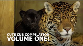 CUTE CUB COMPILATION VOLI  The Big Cat Sanctuary [upl. by Socher784]